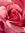 prettypinkbooks