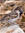Sparrowlicious