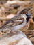 Sparrowlicious