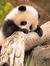 Beeg Panda