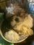 Shih-tzus