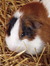 Pensive_sojourner