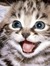 kitty