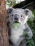 Koalathebear