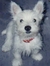 Penni