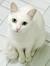 Rinsya