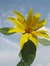 Sonnenblume1988