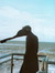 Malte