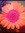 Sue (TreadBoldly) | 3 comments