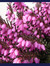 Heather