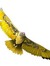 Goldhawk