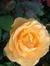 Holly