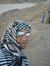 Ahmed Rashed