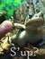 Froggy