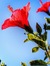 Haneen