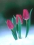 Snowtulip