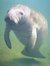 Sexy Manatee