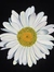 daffystjob