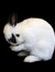 Sanne