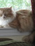 Cyndi