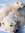 Ice Bear (Neilar) | 476 comments