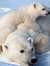 Ice Bear