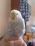 İrem Toprak