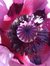 Judith Happeny
