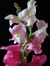 Rachel ~ SnapDragoness