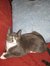 caty