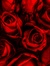 Rasharei