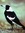 The Magpie