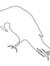 Raven Reviewer