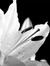Lily M.