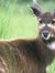 Sitatunga