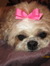 Dianne
