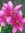 Snapdragon (my other half is from the Mesozoic) (the truth is out there) | 58 comments