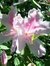Cheryl Forester