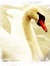 swanpetal