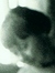 Linden