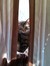 Kitpaws