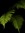 Oceana Fern {Assorted Insanity}