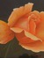 Margareth8537