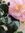 Sophia | 1 comments