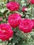 Debra Shutters