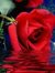 Hassan Raza