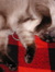 Rosemary