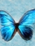 Hancastera