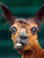 Laverne