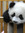 Zixuan